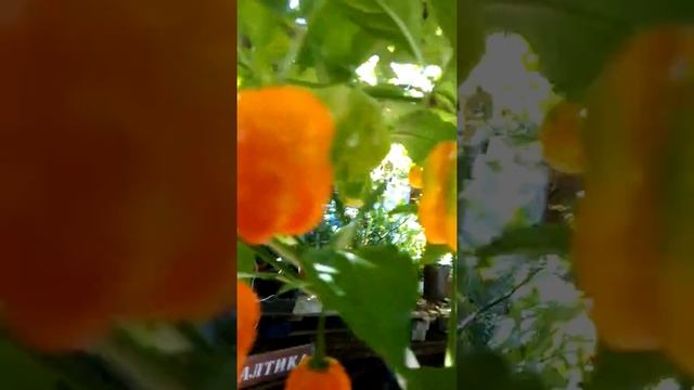 Habanero Roatan Pumpkin, Перец острый Хабанеро Роатан тыква