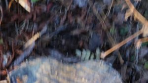 Сбор сосновой коры для посадки орхидей