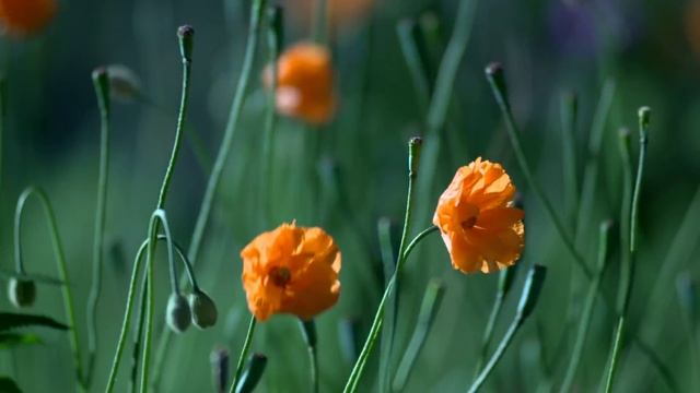 ✿Цветы❀ Релакс✿ Красивая музыка❤ Цветочное настроение✿