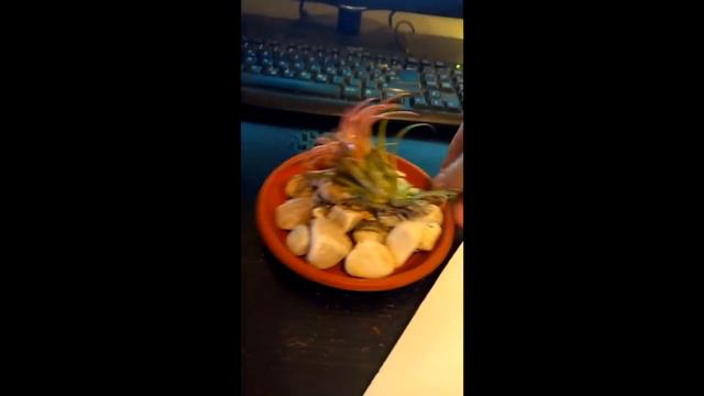 Tillandsia ionantha rubra / Vazdušna biljka смотреть онлайн