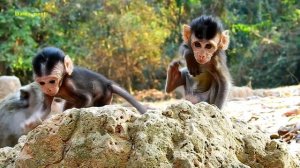 Very cute monkey baby playing around with buddy - adorable baby monkey walking like baby steps