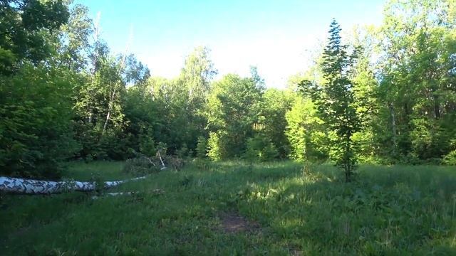 Березовая роща 07 06 2019 смотреть онлайн