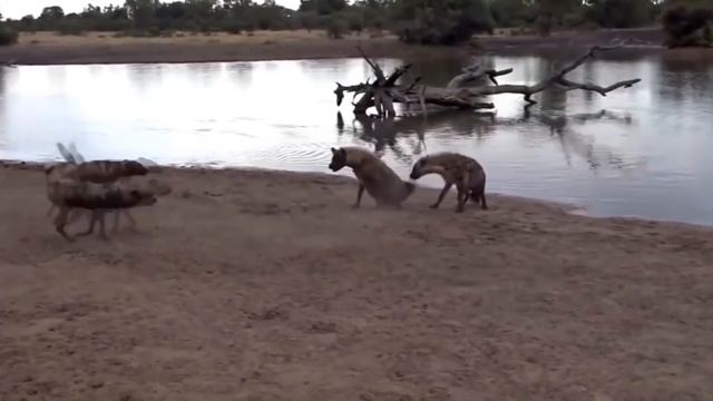 СУМАСШЕДШИЕ БИТВЫ ЖИВОТНЫХ / ГИЕНЫ ПРОТИВ ВСЕХ смотреть онлайн