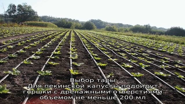 Как вырастить пекинскую капусту в домашних условиях