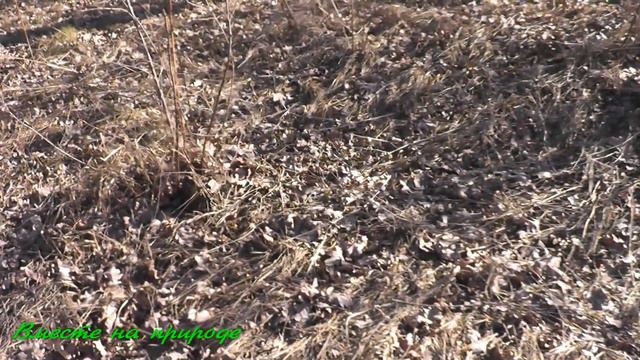 РЫБАЛКА ПОД ЗВУКИ СИРЕНЫ. смотреть онлайн