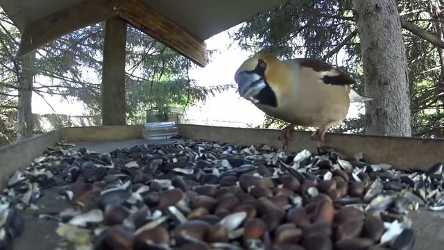 Бёрдвотчинг #9 Дубонос чешется смотреть онлайн