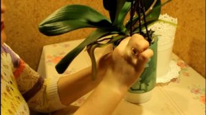 Орхидея - размножение и уход