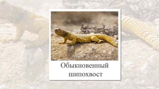 Виды ящериц. Презентация для детей. Развивающие карточки.