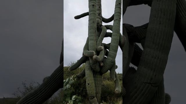 Самые большие кактусы ? в мире Аризона США смотреть онлайн