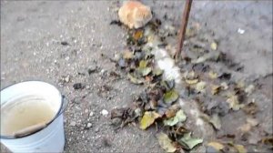 Orpington porcelain. фарфоровый орпингтон.