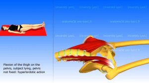 Iliopsoas