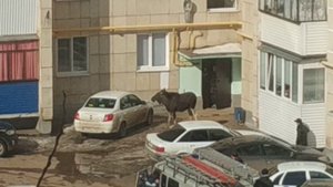 Лось в городе Октябрьском!