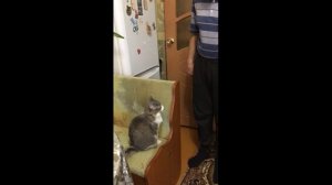 Смешные кошки Кошка здоровается с хозяином