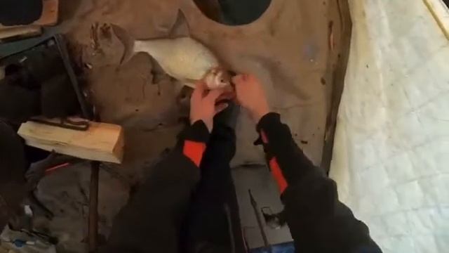 Крупный лещ на коромысло! Зимняя рыбалка на леща!