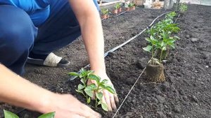 Простой способ посадки ПЕРЦА