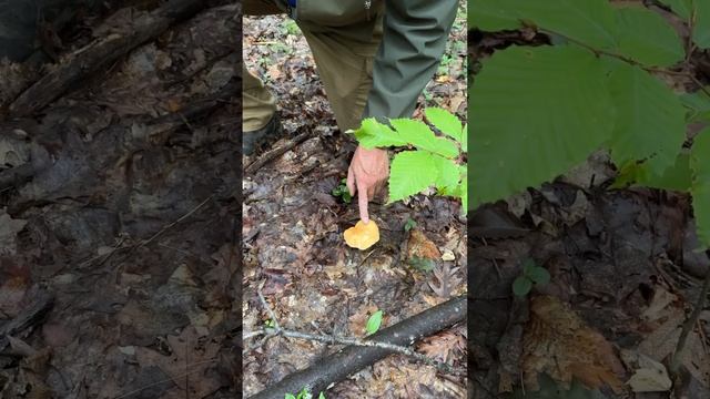 Hedgehog or Sweet Tooth mushrooms.  The Easiest to Identify.