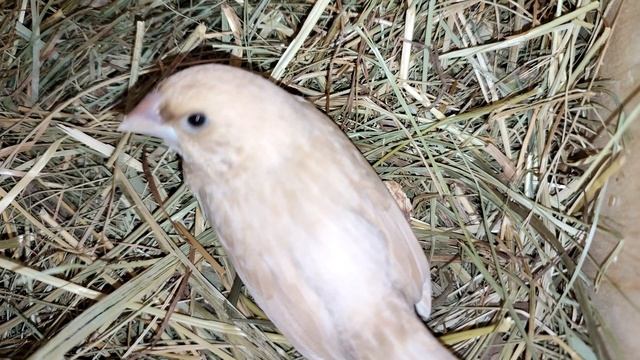 Мои птенцы: амадины и попугайчики смотреть онлайн