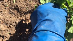 Пеларгония. Формирование куста в открытом грунте