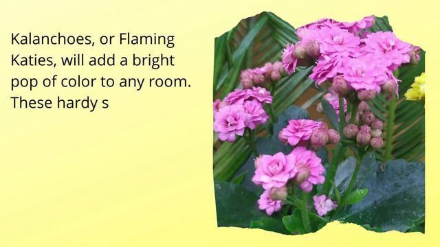 10 Low Light Flowering Houseplants /Stunning Low Light Flowering Indoor Plants with Identification