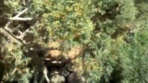 Ниваки (Садовый бонсай) из туи западной вересковидной ерикоидес. 2 часть.