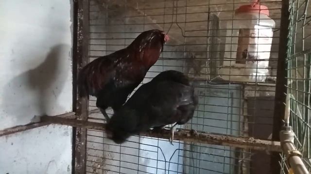 Араукана//описание породы//разочарование//голубые яйца//