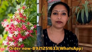 😱💐അതിശയിപ്പിക്കുന്ന വള്ളിച്ചെടി കോമ്പോ ഓഫർ/ Best Creeper Plants Combo Offer