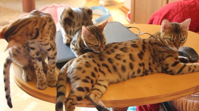 бенгальские кошки - мама с детками http:www.bengalocat.com