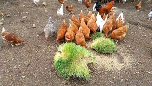 кормим кур пророщенным зерном