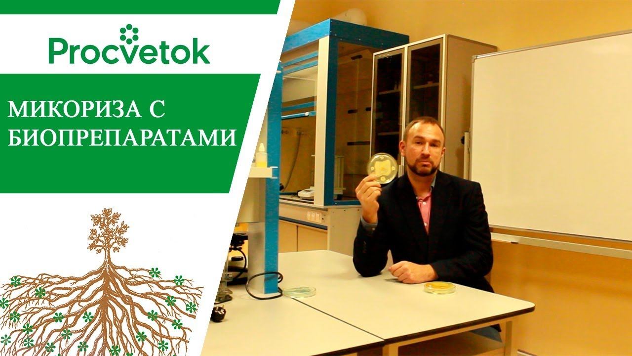 Факт. Биопрепараты подавляют микоризу.