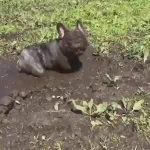 Маленький поросенок?