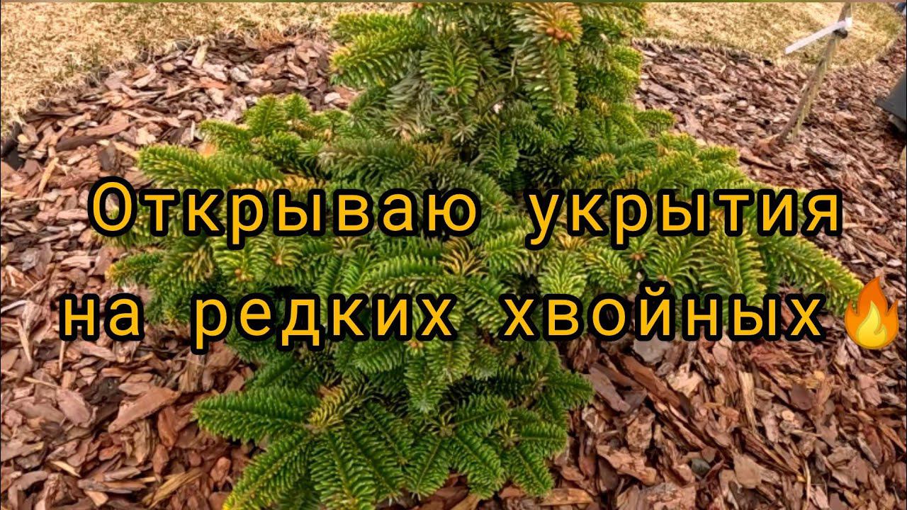 Мечтательница хвойные