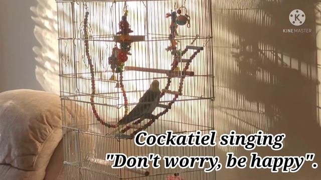 Cockatiel  Singing Don't Worry Be Happy