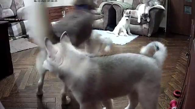 Хасята онлайн / Siberian husky live