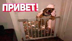 Я РЖАЛ ДО СЛЕЗ ? 30 МИНУТ ПРИКОЛОВ ЗАСМЕЯЛСЯ ПОДПИСАЛСЯ | ТЕСТ НА ПСИХИКУ лютые приколы 2023 #7