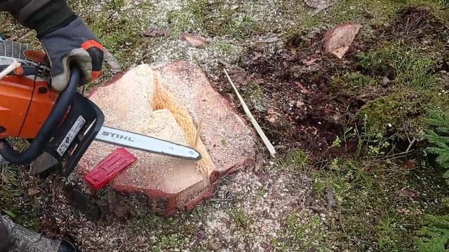 Валка корабельной сосны // Зажало??? // Stihl MS261