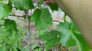 Обзор неукрывных форм Кашича В. П. на 29-е мая 2023г, особенности перезимовки.