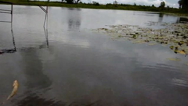 6.07.2019 год. Калининградская область , пос. Городково. Рыбалка на карася. смотреть онлайн