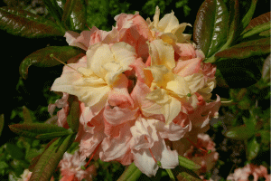 Рододендрон листопадный, азалия садовая "Cannon's Double" (Rhododendron "Cannon's Double")