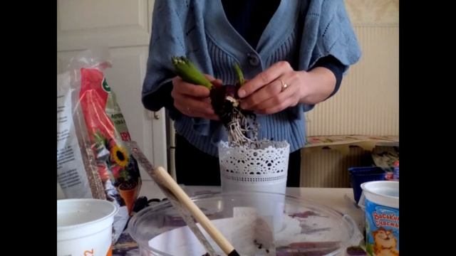 ГИАЦИНТ-вестник весны! смотреть онлайн