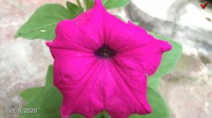 Petunia Pendula Flowers