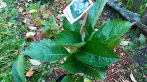 Крупнолистная гортензия Блю Вейв. Краткий обзор. Описание характеристика.