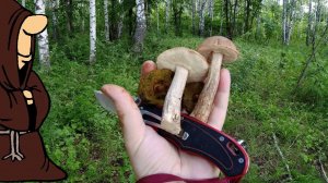 Разнообразие грибов в лесу Опять заскочил на час и тихая охота удалась