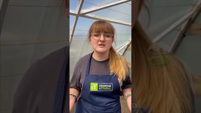 ? Про полив томатов