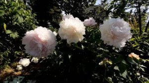 Пион МИРТЛ ДЖЕНТРИ / Paeonia MYRTLE GENTRY - ОБЗОР, ОПИСАНИЕ, ЦВЕТЕНИЕ, ОТЗЫВ