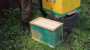 Пчёлы. Наващиваю рамки. Ставлю в улей