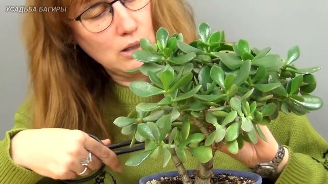 Формирование трехствольной крассулы (ч.1). смотреть онлайн