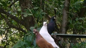 Эльмир Газизуллин. Пар кугэрченнэр.