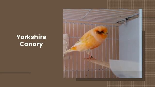 types of canaries different types of canary birds - domestic canary смотреть онлайн