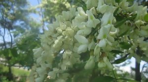 Акация Цветёт  Май  Полесье  Украина (Nature. Acacia. Locust)