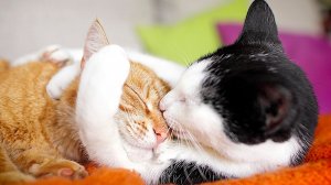 Подборка смешных видео и приколов 140? Лучшие ПРИКОЛЫ 2023